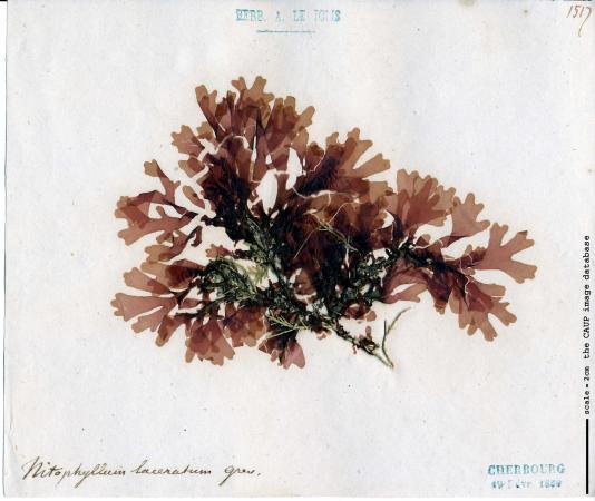 Cryptopleura ramosa_1.jpg